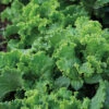Green Ice Looseleaf Lettuce