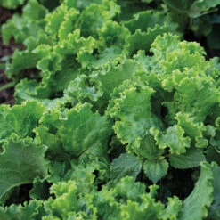 Green Ice Looseleaf Lettuce