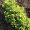 Simpson Elite Lettuce