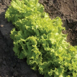 Simpson Elite Lettuce