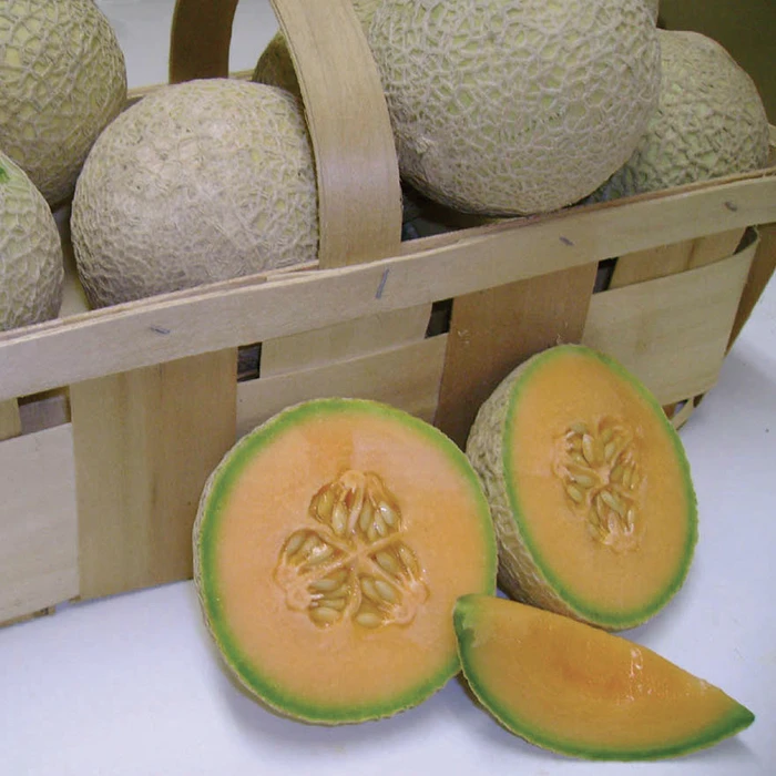 Sugar Cube Hybrid Mini-Sized Melon 1 Sugar Cube Hybrid Mini-Sized Melon