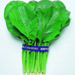 Komatsuna Mustard Spinach