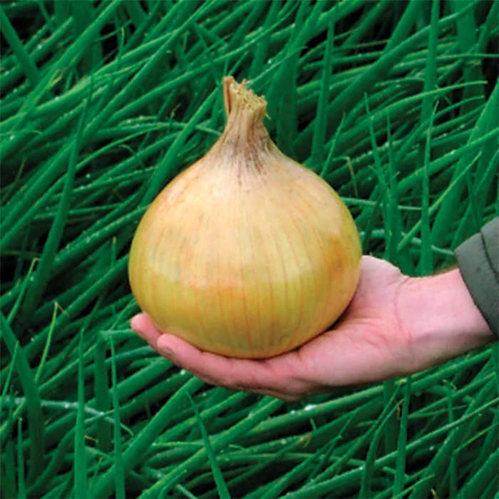 Ailsa Craig Exhibition Onion 1 Ailsa Craig Exhibition Onion