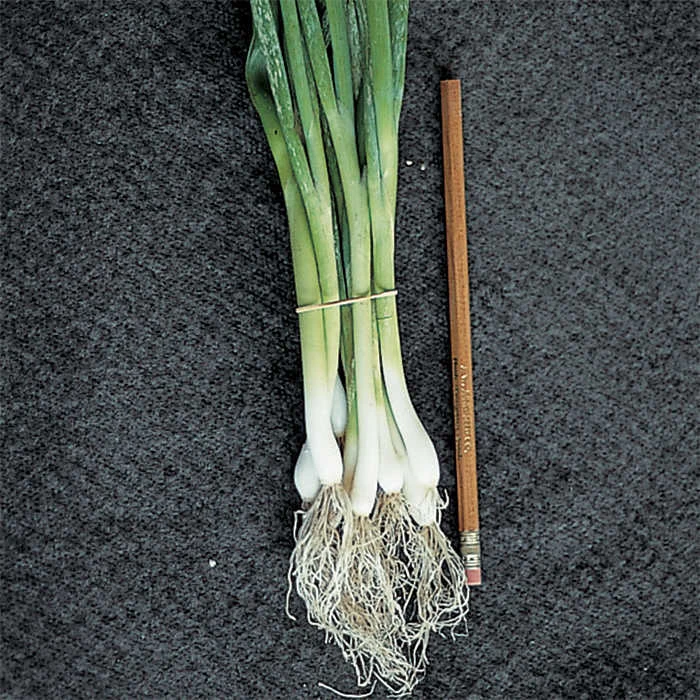 Evergreen Bunching Onion 1 Evergreen Bunching Onion