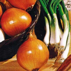 Yellow Sweet Spanish Onion