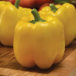 Trailblazer Hybrid Pepper