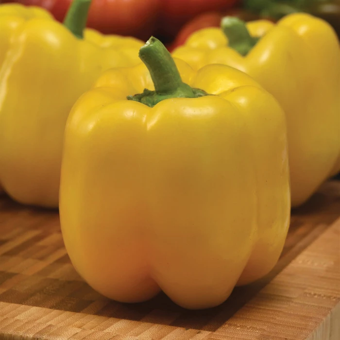 Trailblazer Hybrid Pepper 1 Trailblazer Hybrid Pepper