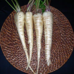 Hollow Crown Parsnip