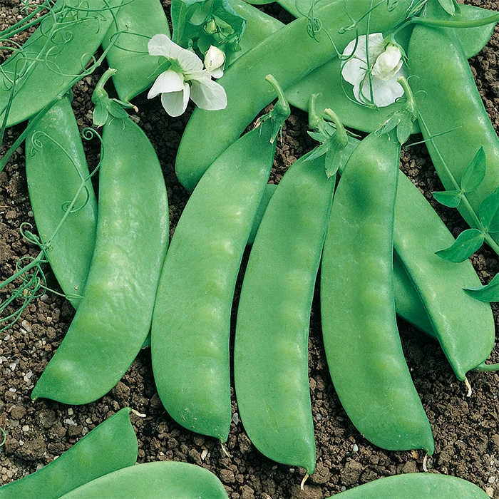 Avalanche Snow Pea 1 Avalanche Snow Pea