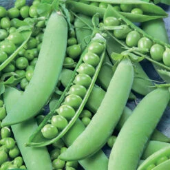 Strike Garden Shelling Pea