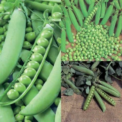 Garden Pea Offer