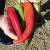 Biggie Chile™ Hybrid Pepper