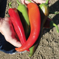 Biggie Chile™ Hybrid Pepper