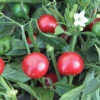 Topik Hybrid Pepper