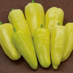 Gypsy Hybrid Pepper