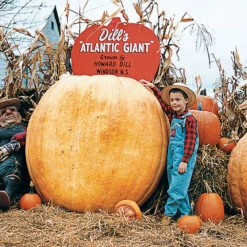 Giant Pumpkin Offer
