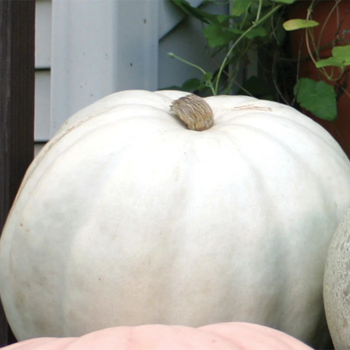 Crystal Star Pumpkin Hybrid 1 Crystal Star Pumpkin Hybrid