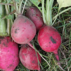 Champion Radish