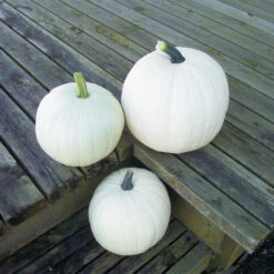 Cotton Candy Pumpkin