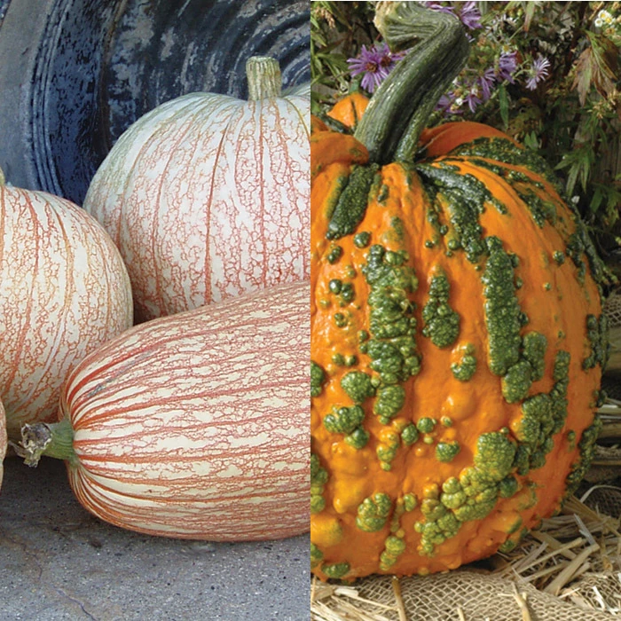 Novelty Pumpkin Offer 1 Novelty Pumpkin Offer