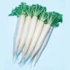 April Cross Hybrid Daikon Radish