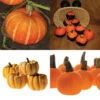 Novelty Mini Pumpkin Offer