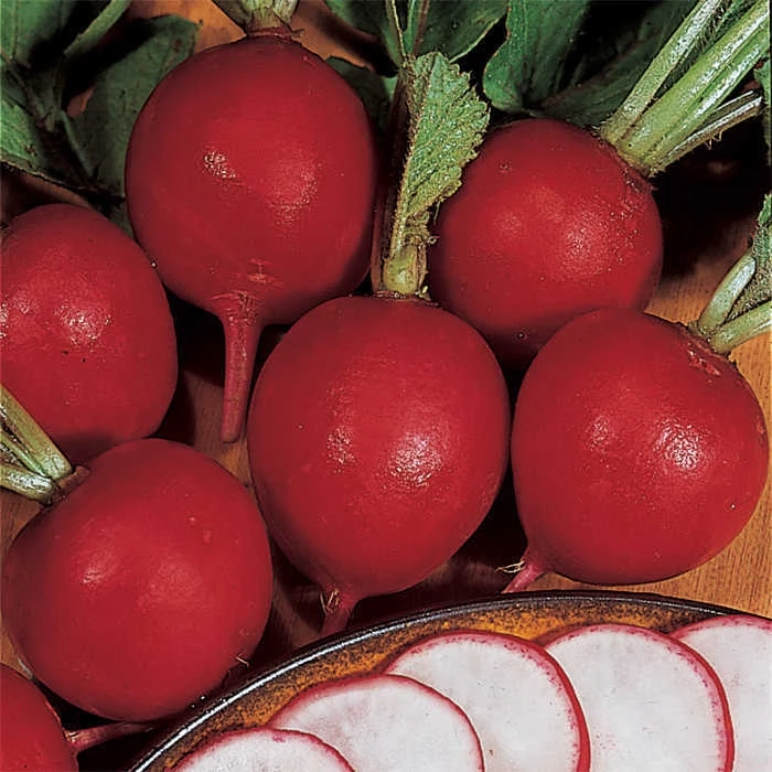 German Giant Radish 1 German Giant Radish