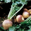 American Purple Top Rutabaga