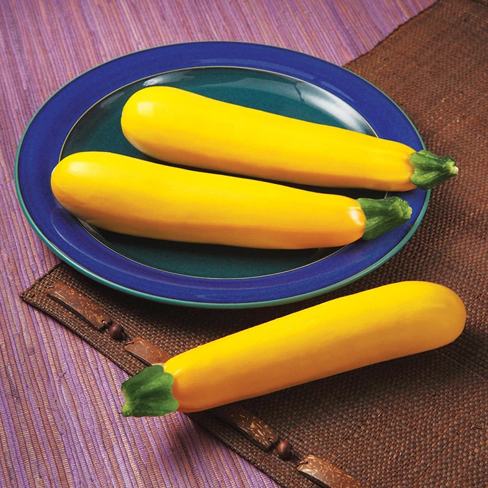 Golden Glory Hybrid Summer Squash 1 Golden Glory Hybrid Summer Squash