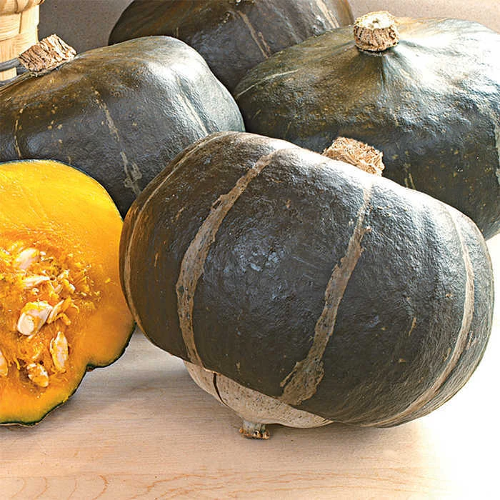 Maxima Bonbon Hybrid Winter Squash 1 Maxima Bonbon Hybrid Winter Squash