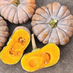 Maxima Kai Kai Hybrid Winter Squash
