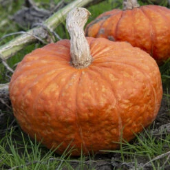 Maxima Mooregold Winter Squash