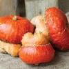 Maxima Turks Turban Squash
