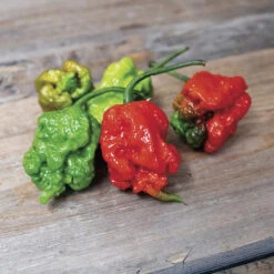 Carolina Reaper Pepper
