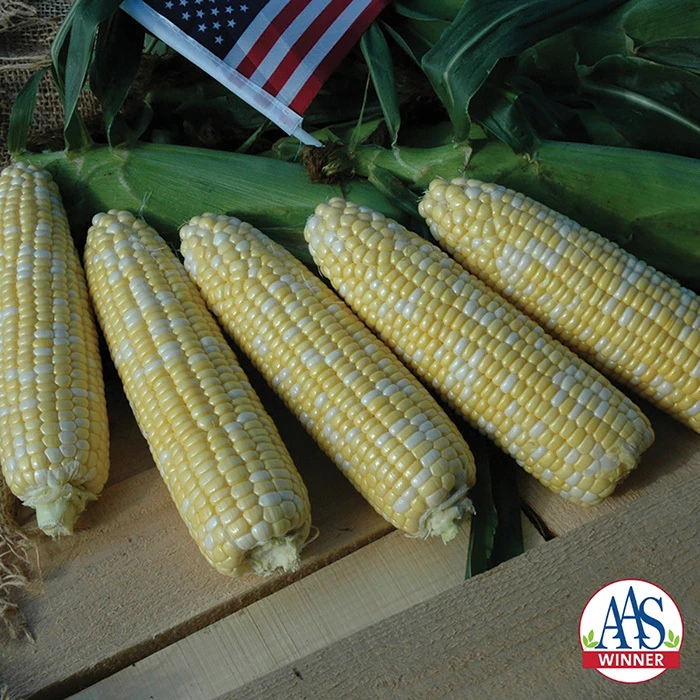 American Dream Bicolor Untreated Hybrid Sweet Corn 1 American Dream Bicolor Untreated Hybrid Sweet Corn