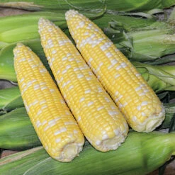 Ambrosia Bicolor Untreated Hybrid Sweet Corn