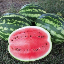 Crimson Sweet Watermelon