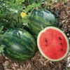 Mini Love Hybrid Watermelon