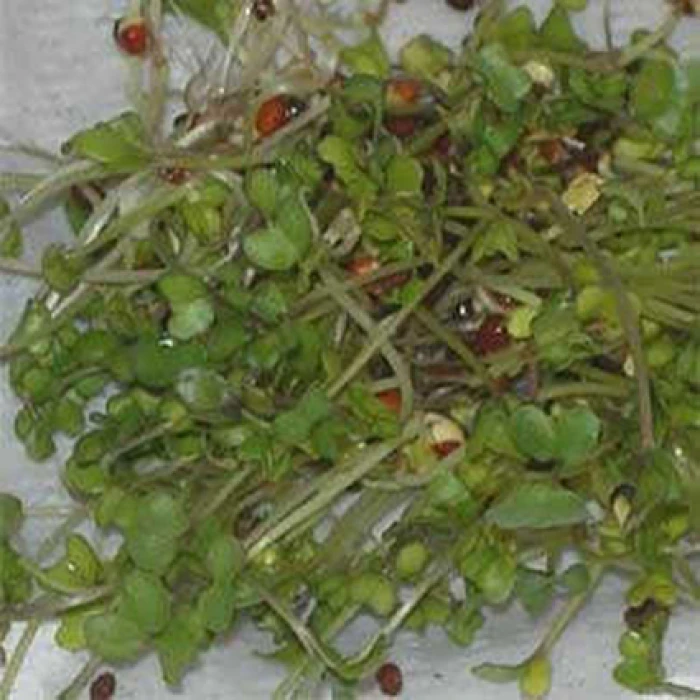 Broccoli Sprouting Seeds 1 Broccoli Sprouting Seeds