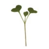Broccoli Microgreens