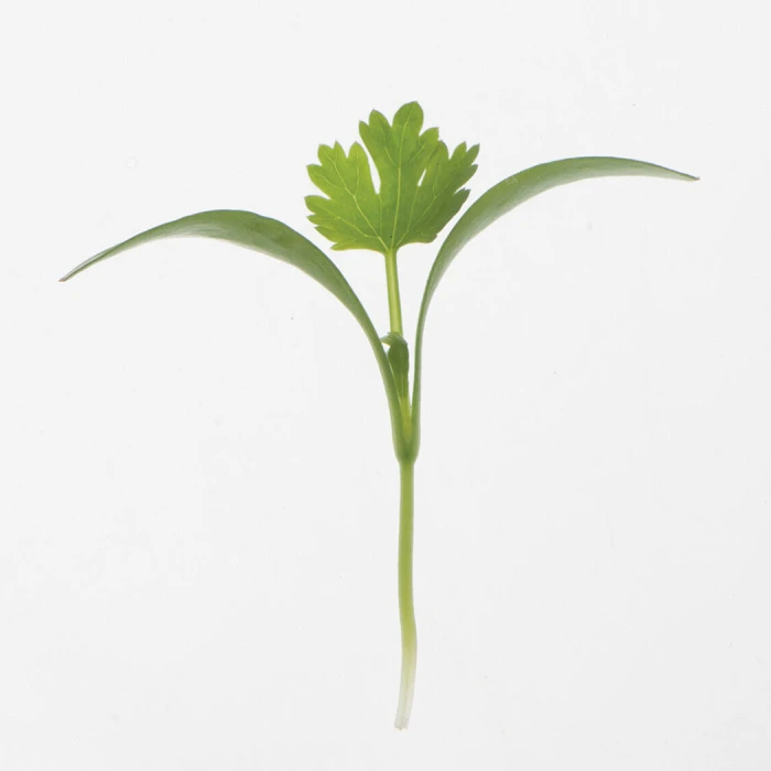 Monogerm Cilantro Microgreens 1 Monogerm Cilantro Microgreens