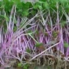 Radish Sprouting Seed