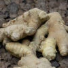 Peruvian Ginger