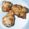 Jerusalem Artichoke Tubers