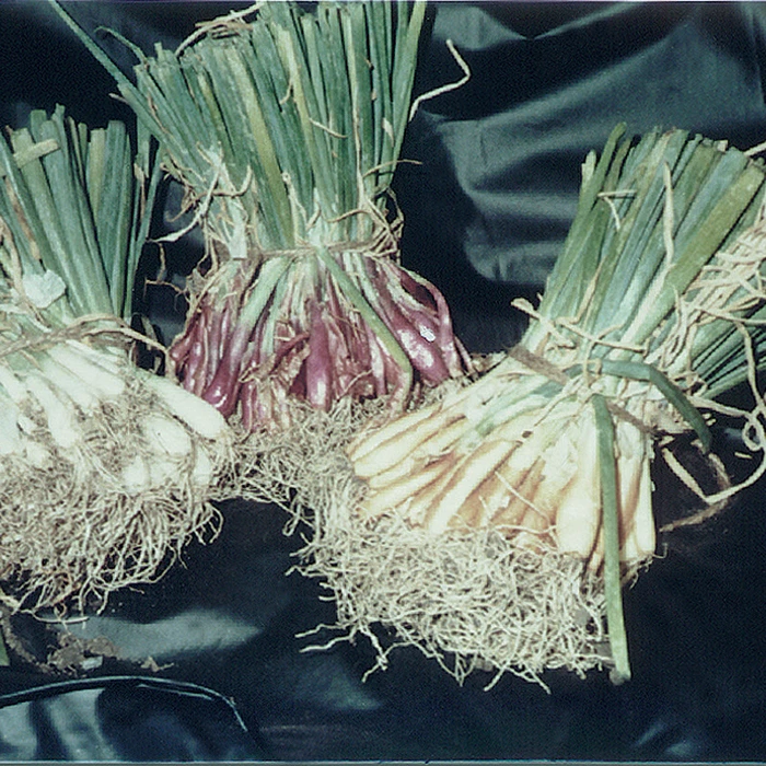 Tricolor Onion Plant Offer 1 Tricolor Onion Plant Offer