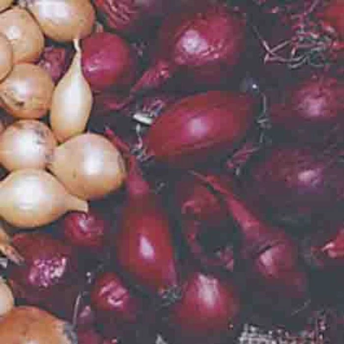 Red Onion Sets 1 Red Onion Sets