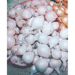 White Onion Sets