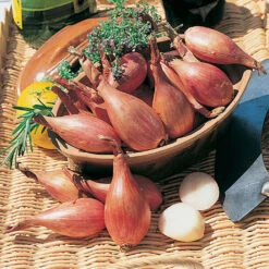 Golden Shallots