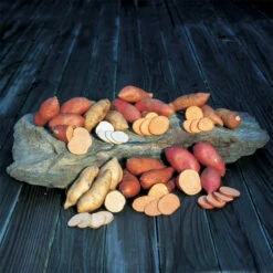 Northern Sweet Potato Collection