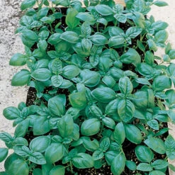 Organic Italian Large Leaf Basil